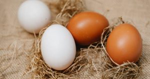 telur ayam kampung sara