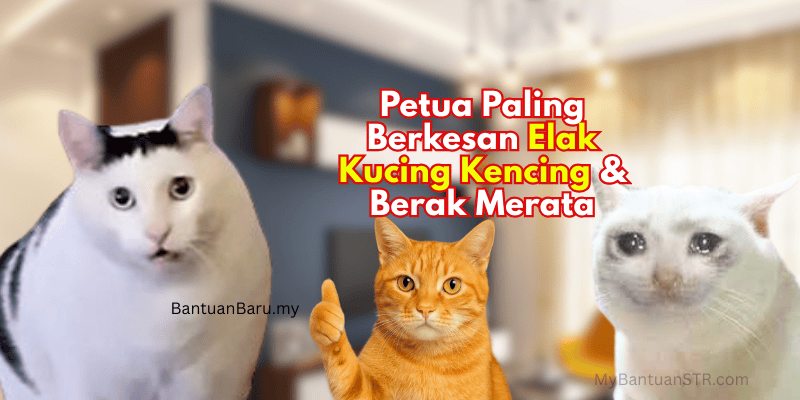 Kucing kencing merata